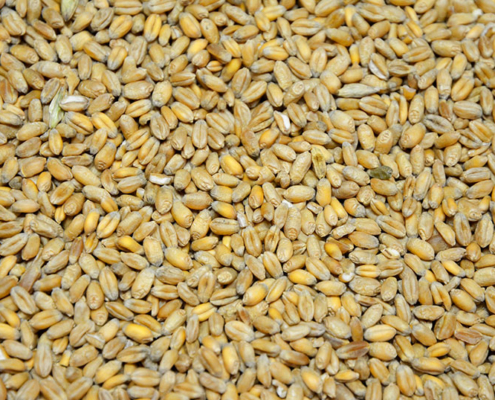 Hofladen Reier, Einzelfuttermittel Weizen