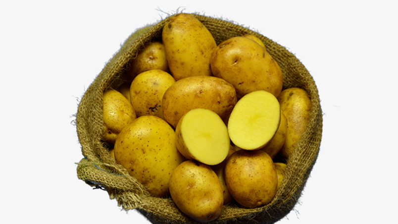 Hofladen Reier Plau am See – Speisekartoffeln – Solara