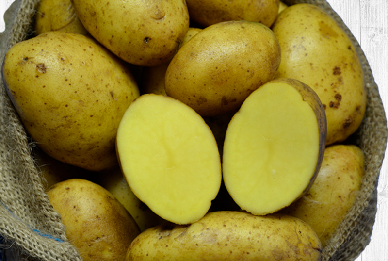 Hofladen Reier Plau am See – Speisekartoffeln – Goldmarie