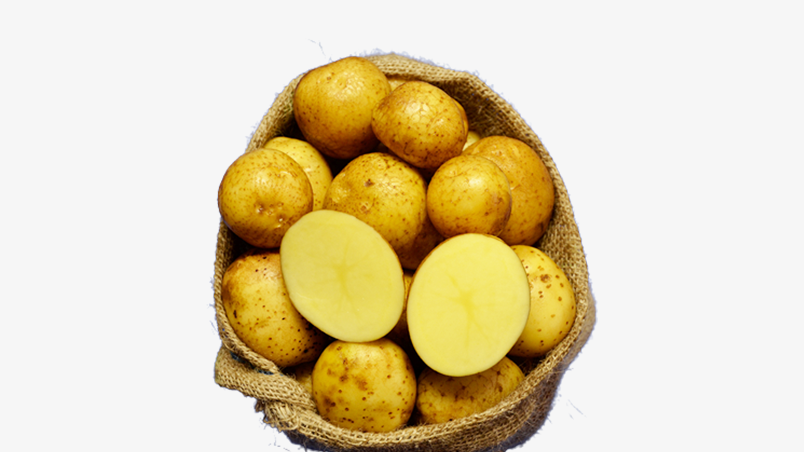 Hofladen Reier Plau am See – Speisekartoffeln – Solist