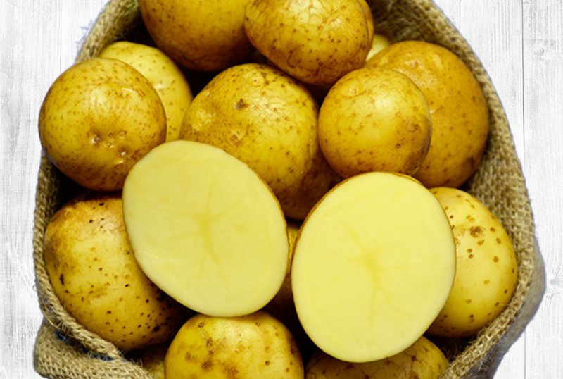 Hofladen Reier Plau am See – Speisekartoffeln – Solist Hofladen Reier Plau am See – Speisekartoffeln – Solist