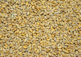 Hofladen Reier, Einzelfuttermittel Weizen