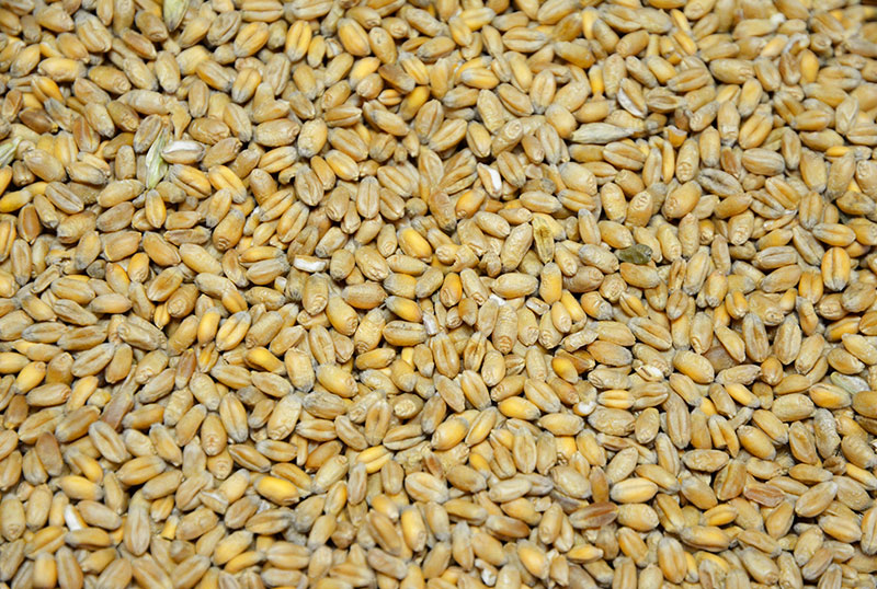 Hofladen Reier, Einzelfuttermittel Weizen Hofladen Reier, Einzelfuttermittel Weizen